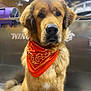 dog, bandana, orange, fur, pet, indoor, portrait, canine, animal, cute, sitting, fluffy, close_up, muzzle, looking, expression, adorable, domestic, friendly, companion