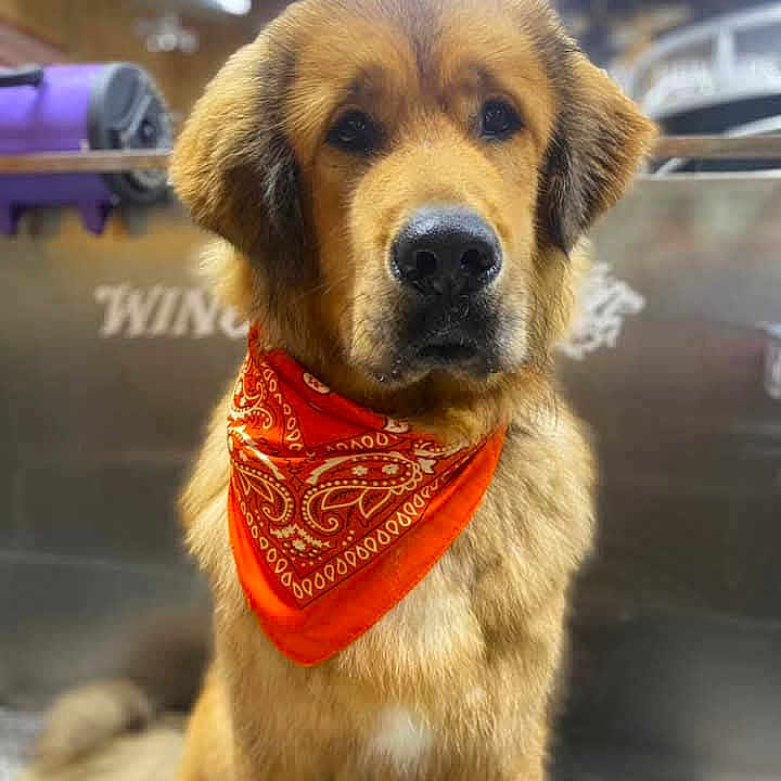 Zuka is registered to the contest to win money with this photo: adorable, animal, bandana, canine, close_up, companion, cute, dog, domestic, expression, fluffy, friendly, fur, indoor, looking, muzzle, orange, pet, portrait, sitting