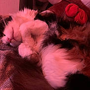 Darling is registered to the contest to win money with this photo: cat, sleeping, fluffy, cozy, blanket, indoor, pet, fur, cute, relaxed, pink_light, resting, animal, whiskers, paw, domestic_cat, soft, nap, comfort, feline