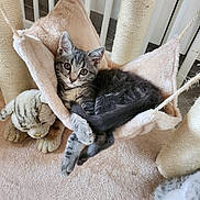 Coockie participe au concours pour gagner de l'argent avec cette photo : kitten, cat, hammock, cat_tree, scratching_post, plush_toy, indoor, pet, gray_tabby, feline, cozy, resting, curious, soft_texture, floor, rope, wooden_floor, play_area, cute, animal