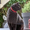 animal, black_cat, cat, chair, daylight, domestic_cat, furniture, garden, greenery, looking_away, nature, outdoor, pet, plant, potted_plant, red_collar, relaxing, sitting, table, umbrella