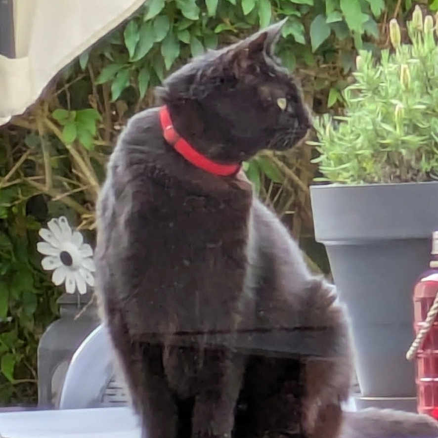 Bella a rejoint le concours — aidez-le/la à gagner de superbes lots ! animal, black_cat, cat, chair, daylight, domestic_cat, furniture, garden, greenery, looking_away, nature, outdoor, pet, plant, potted_plant, red_collar, relaxing, sitting, table, umbrella