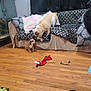 dog, puppy, couch, floor, wooden_floor, toy, pillow, blanket, indoor, curtains, patterned_fabric, animal, pet, living_room, interaction, playful, small_dog, large_dog, home, cozy