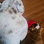 dog, dogs, white_dog, brown_dog, wooden_floor, pet, animal, canine, fur, spot, back_view, indoor, red_bowl, companionship, domestic_animal, sitting, side_by_side, cute, friendly, relaxed