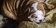 Mazie is registered to the contest to win money with this photo: bulldog, puppy, sleeping, dog, wrinkled_skin, cushion, yellow, carpet, indoor, pet, cozy, resting, curled_up, fur, close_up, relaxing, cute, animal, nap_time, soft
