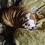 bulldog, puppy, sleeping, dog, wrinkled_skin, cushion, yellow, carpet, indoor, pet, cozy, resting, curled_up, fur, close_up, relaxing, cute, animal, nap_time, soft