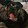 Freya is registered to the contest to win money with this photo: bulldog, dog, tongue_out, pet, indoor, couch, blanket, patterned, relaxed, animal, face, close_up, happy, domestic, living_room, home, furniture, canine, cute, companion