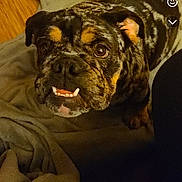 Freya joined the competition — help win amazing prizes! dog, bulldog, brindle, pet, animal, indoor, blanket, wooden_floor, looking_up, cute, face, ears, fur, snout, teeth, expression, cozy, home, companion, portrait