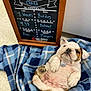 Chaka joined the competition — help win amazing prizes! bulldog, puppy, dog, blanket, blue, plaid, chalkboard, wooden_frame, veterinary, pet, cute, lying_down, indoor, paw, collar, pet_tag, relaxed, young, animal, portrait