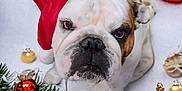 Chaka is registered to the contest to win money with this photo: bulldog, dog, santa_hat, christmas, ornaments, pine_branches, holiday, festive, red, white_background, pet, cute, portrait, animal, winter, seasonal, decorations, close_up, indoor, expression