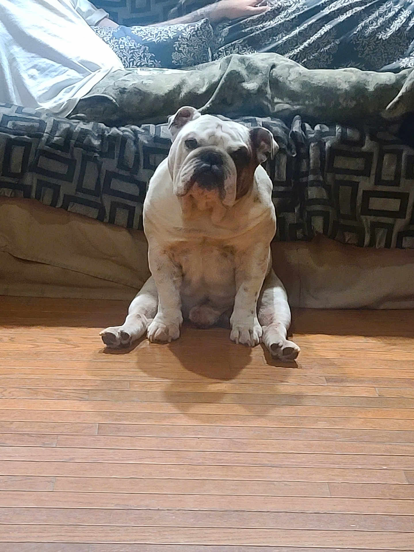 Chaka joined the competition — help win amazing prizes! bulldog, dog, pet, indoor, wooden_floor, couch, person, sitting, relaxed, animal, companion, furniture, patterned_fabric, casual, home, legs_spread, cute, domestic, resting, funny_pose
