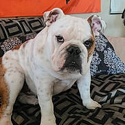 Chaka joined the competition — help win amazing prizes! bulldog, dog, pet, animal, white, brown, spotted, couch, pillow, indoor, furniture, fabric, pattern, cute, sitting, expression, ears, nose, paw, relaxed