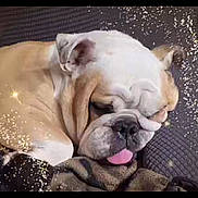 Georgie is registered to the contest to win money with this photo: bulldog, dog, sleeping, tongue_out, blanket, cozy, nap, pet, animal, cute, fur, face, ears, snout, resting, indoors, comfort, sparkles, closeup, brown