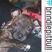 Poopy is registered to the contest to win money with this photo: puppy, dog, brindle, pitbull, pet, animal, cute, lap, resting, cozy, cloth, red, face, ears, young, domestic_animal, canine, closeup, indoor, person