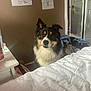 Teddy joined the competition — help win amazing prizes! animal, architecture, bed, bedroom, building, canine, dog, door, dormroom, face, furniture, head, husky, indoors, interiordesign, outdoors, person, pet, room, shelter