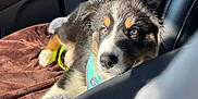 Teddy joined the competition — help win amazing prizes! alloywheel, animal, blanket, canine, car, car_interior, carseat, carwheel, cushion, dog, homedecor, hound, husky, machine, pet, puppy, spoke, tire, transportation, vehicle