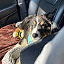 alloywheel, animal, blanket, canine, car, car_interior, carseat, carwheel, cushion, dog, homedecor, hound, husky, machine, pet, puppy, spoke, tire, transportation, vehicle