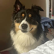 Teddy is registered to the contest to win money with this photo: animal, bed, bedroom, blanket, canine, clothing, collie, dog, eskimodog, face, footwear, furniture, head, husky, indoors, person, pet, puppy, room, shoe