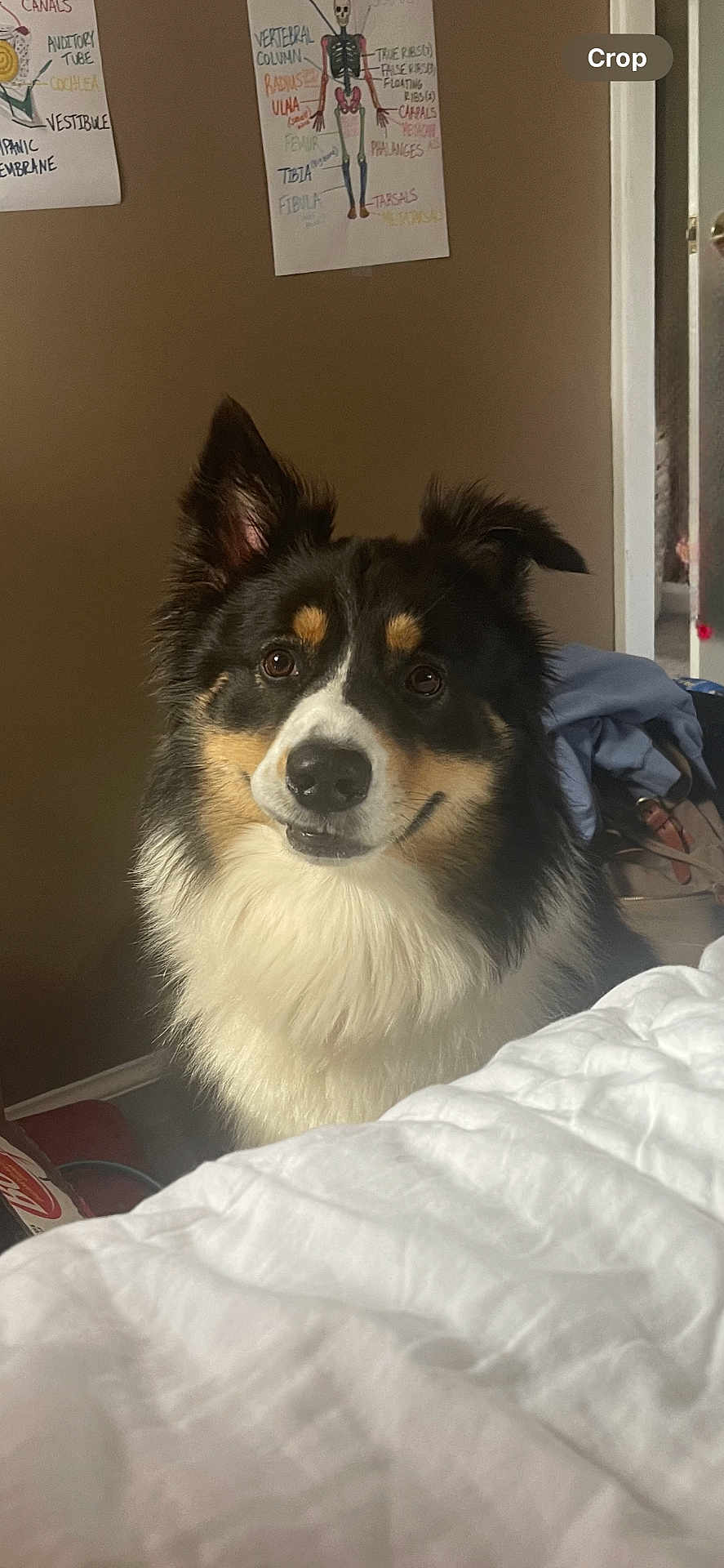 Teddy is registered to the contest to win money with this photo: animal, bed, bedroom, blanket, canine, clothing, collie, dog, eskimodog, face, footwear, furniture, head, husky, indoors, person, pet, puppy, room, shoe