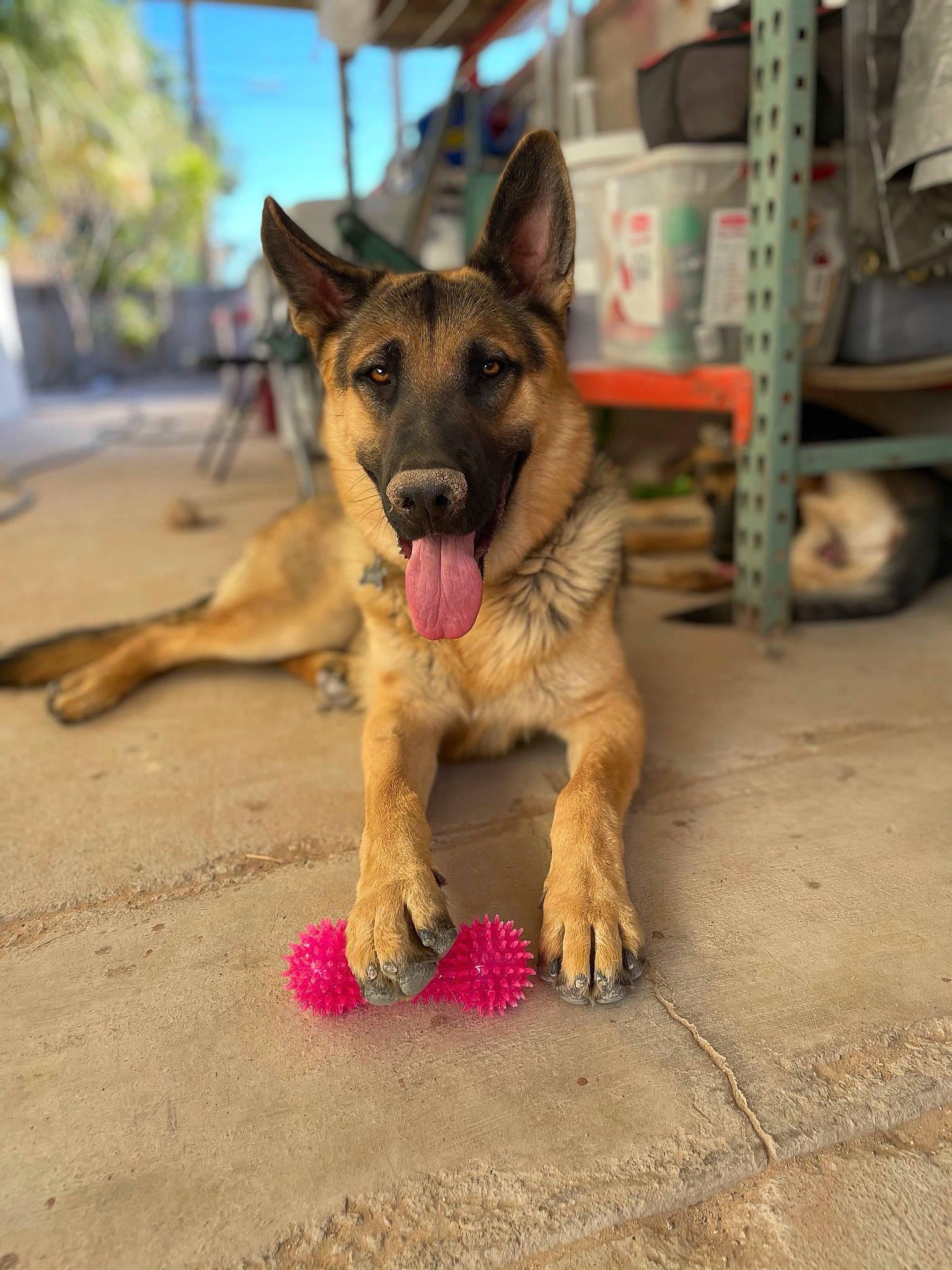 Beast is registered to the contest to win money with this photo: belgian_shepherd_malinois, canidae, carnivore, companion_dog, dog, dog_breed, east_european_shepherd, fawn, foot, german_shepherd_dog, herding_dog, law_enforcement, old_german_shepherd_dog, organization, paw, road_surface, snout, sporting_group, wheel, working_dog