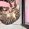 adorable, animal, cat, cozy, cute, feline, floor, fur, indoor, kitten, paw, pet, pink_cloth, resting, sleeping, small, tabby, tile, whiskers, young