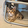 kitten, cat, tabby, fur, animal, pet, indoor, floor, metal, chair, curious, cute, young, small, paws, whiskers, eyes, resting, domestic, feline