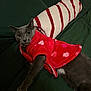 Tommy is registered to the contest to win money with this photo: animal, blanket, cat, clothing, couch, cozy, cute, domestic_animal, feline, fur, gray_cat, green_couch, indoor, looking, paws, pet, red_jacket, relaxing, resting, whiskers