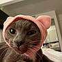 animal, bed, cat, close_up, cozy, curious, cute, domestic_animal, ears, face, feline, furry, gray_cat, indoor, pet, pink_hat, portrait, sleepy, soft_lighting, whiskers