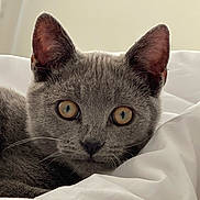 Tommy is registered to the contest to win money with this photo: animal, bed, blanket, cat, close_up, cozy, cute, domestic_animal, ears, eyes, feline, fur, grey_cat, indoor, pet, portrait, resting, sleepy, soft, whiskers
