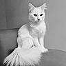 Perle participe au concours pour gagner de l'argent avec cette photo : animal, black_and_white, calm, cat, couch, cute, domestic_cat, elegant, feline, fluffy_tail, fur, indoor, monochrome, pet, portrait, relaxed, seated, sitting, whiskers, white_cat