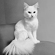 Perle a rejoint le concours — aidez-le/la à gagner de superbes lots ! animal, black_and_white, calm, cat, couch, domestic_cat, ears, feline, fluffy_tail, fur, indoor, monochrome, pet, portrait, relaxed, seated, side_view, sitting, whiskers, white_cat