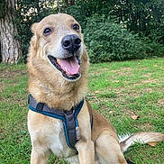 Biagio a rejoint le concours — aidez-le/la à gagner de superbes lots ! dog, canine, pet, outdoor, grass, harness, smiling, happy, nature, forest, greenery, animal, sitting, tongue_out, mammal, leash, ears, fur, daylight, cute