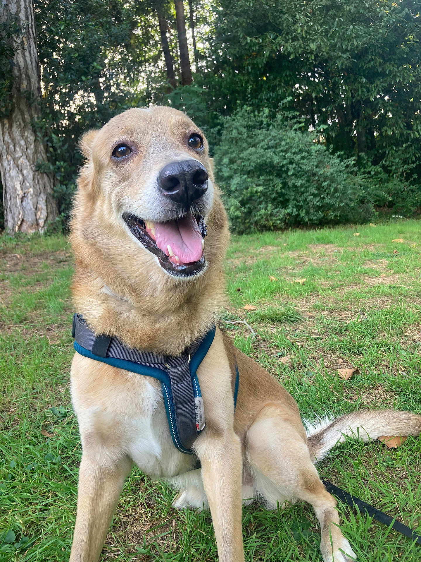 Biagio a rejoint le concours — aidez-le/la à gagner de superbes lots ! dog, canine, pet, outdoor, grass, harness, smiling, happy, nature, forest, greenery, animal, sitting, tongue_out, mammal, leash, ears, fur, daylight, cute