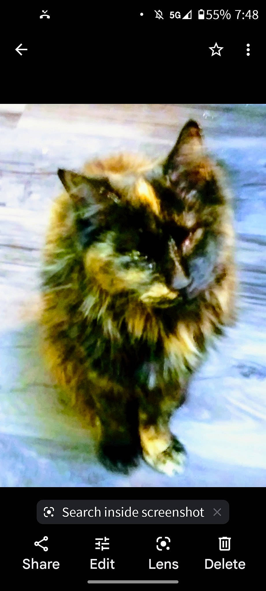 Alley joined the competition — help win amazing prizes! canidae, carnivore, cat, claw, companion_dog, dog_breed, domestic_short_haired_cat, felidae, fur, paw, rectangle, small_to_medium_sized_cats, tail, terrestrial_animal, whiskers