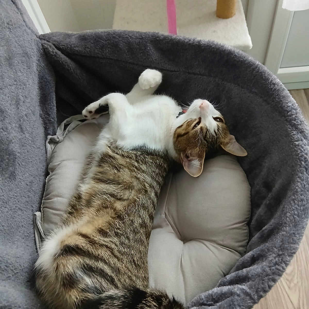 Lady Oscar a rejoint le concours — aidez-le/la à gagner de superbes lots ! animal, cat, collar, cozy, curious, cushion, domestic_cat, feline, fur, home, indoor, pet_bed, relaxed, resting, scratching_post, soft_bed, striped_fur, tabby_cat, white_paws, wooden_floor