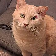 Andy participe au concours pour gagner de l'argent avec cette photo : cat, feline, pet, ginger_cat, green_eyes, whiskers, ear, paw, fur, sofa, couch, upholstery, indoor, home_interior, portrait, closeup, sitting, curious, alert, cozy