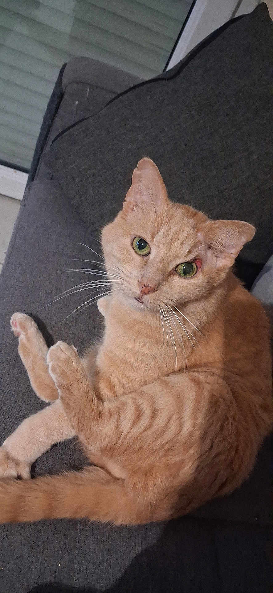 Andy a rejoint le concours — aidez-le/la à gagner de superbes lots ! cat, orange_tabby, ginger_cat, feline, pet, green_eyes, whiskers, paws, tail, ears, fur, sofa, couch, indoor, portrait, relaxed, looking_at_camera, close_up, tabby_stripes, window