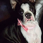 Oreo is registered to the contest to win money with this photo: boston_terrier, puppy, dog, pink_bow, pet, sitting, leather_couch, black_and_white, fur, ears, face, portrait, animal, cute, indoor, close_up, expression, young, looking, adorable