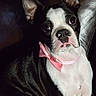 boston_terrier, puppy, dog, pink_bow, pet, sitting, leather_couch, black_and_white, fur, ears, face, portrait, animal, cute, indoor, close_up, expression, young, looking, adorable