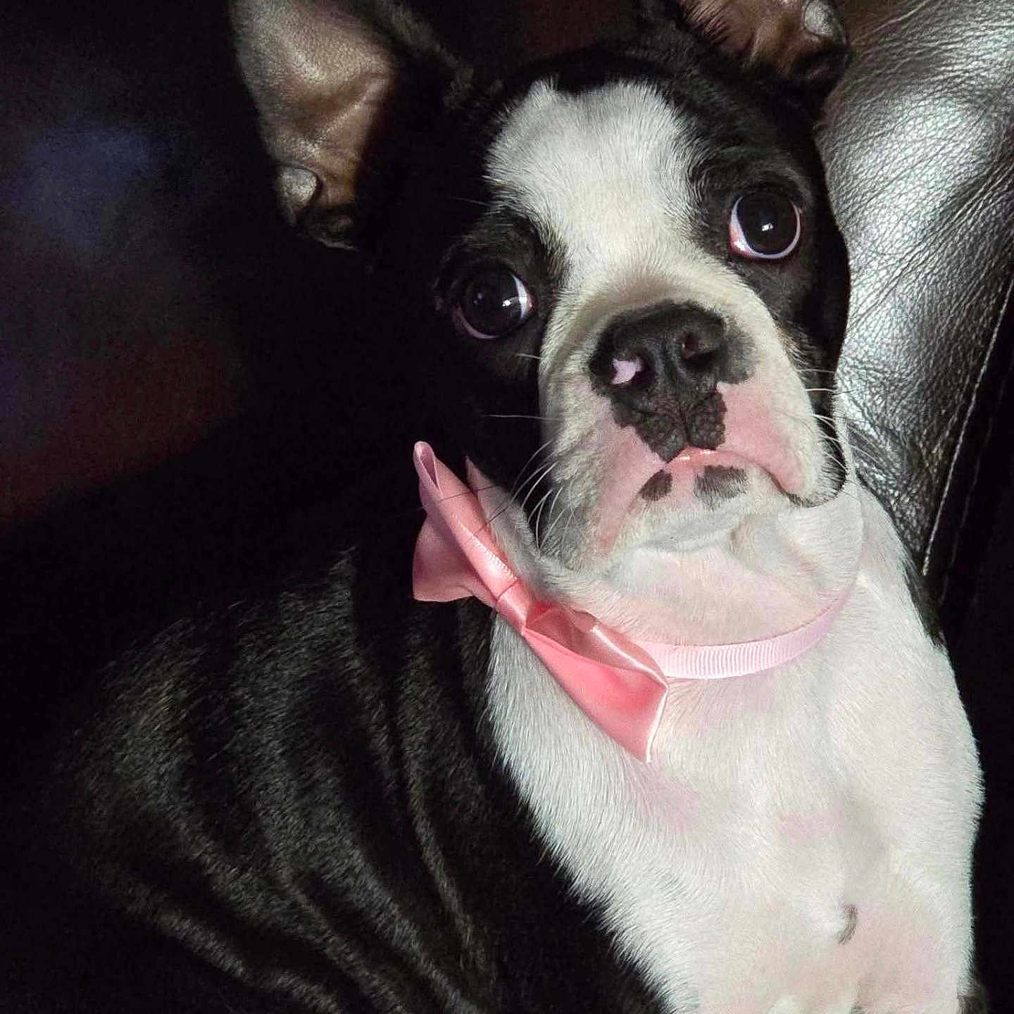 Oreo