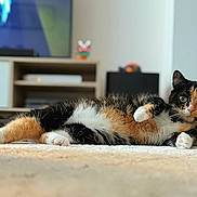 Caline participe au concours pour gagner de l'argent avec cette photo : animal, calico, calm, carpet, cat, closeup, cute, cute_pet, domestic, feline, fur, home, indoor, laying_down, living_room, paw, pet, relaxed, resting, whiskers