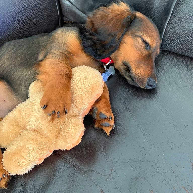 Zéro a rejoint le concours — aidez-le/la à gagner de superbes lots ! animal, blanket, canine, cockerspaniel, couch, dog, dogbed, furniture, homedecor, hound, person, pet, puppy, racket, sleeping, snout, sport, tennis, tennisracket, terrier