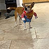 brown_and_white, cabinets, clothing, costume, dog, ears, funny, home, indoors, kitchen, pet, portrait, printer, small_dog, standing, striped_shirt, superhero, tail, tile_floor, wood