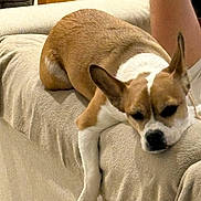 Georges participe au concours pour gagner de l'argent avec cette photo : dog, canine, pet, couch, sofa, living_room, blanket, brown_and_white, lounging, relaxed, paw, ear, face, indoor, furniture, companion, resting, portrait, home, fabric