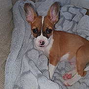Georges a rejoint le concours — aidez-le/la à gagner de superbes lots ! animal, blanket, brown_and_white, comfort, couch, cozy, cute, dog, ears, fur, home, indoor, looking, pet, pink_paws, puppy, relaxed, resting, soft, young