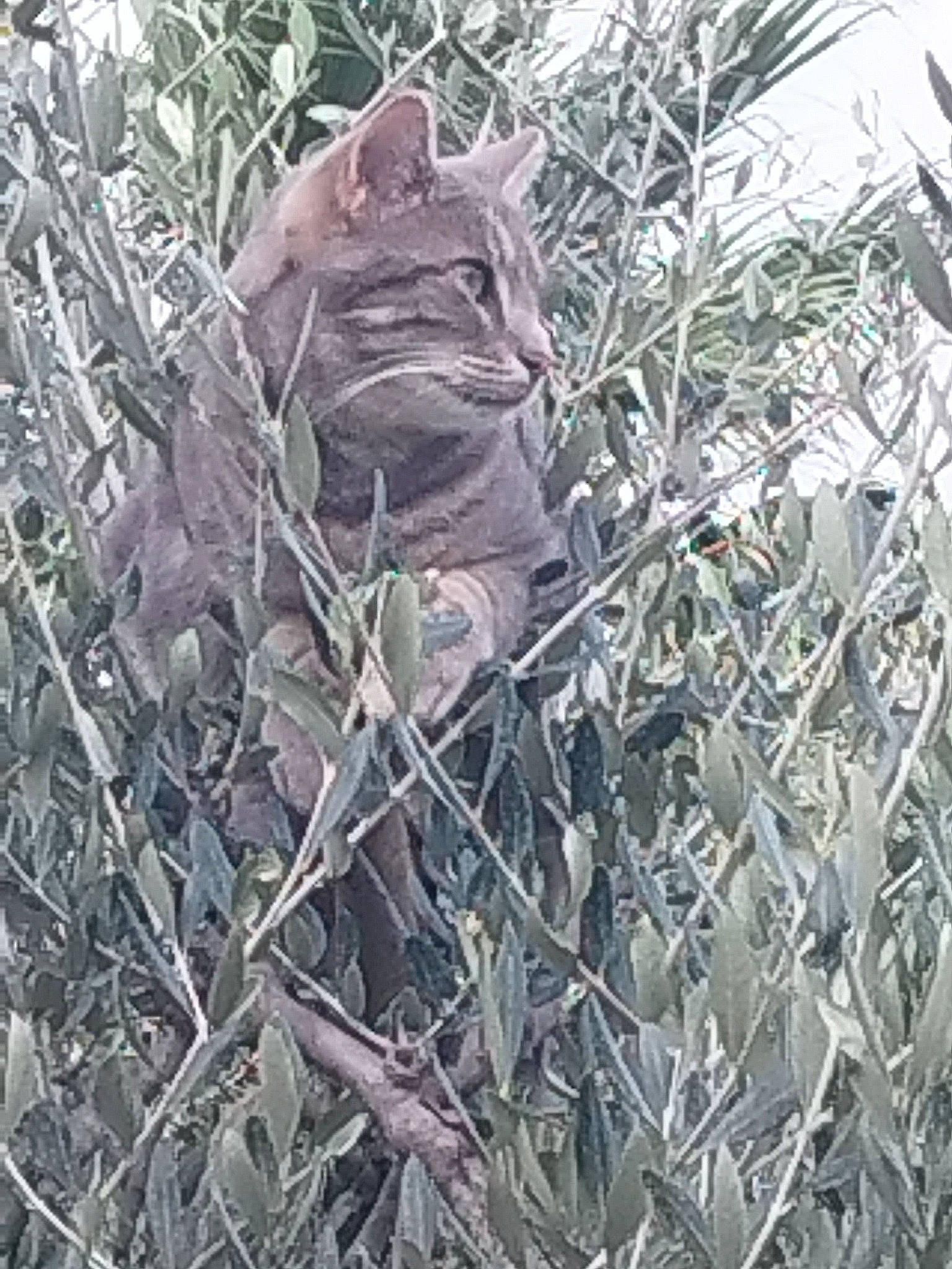 Tagada a rejoint le concours — aidez-le/la à gagner de superbes lots ! army, branch, camouflage, freezing, grass, grey, military, military_camouflage, military_organization, military_person, military_uniform, monochrome_photography, pattern, personal_protective_equipment, plant, sculpture, soldier, twig, uniform, wildlife