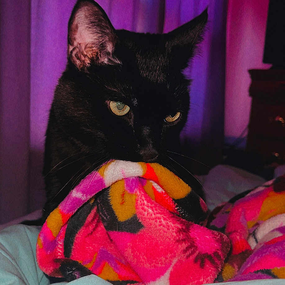 Biggie joined the competition — help win amazing prizes! abyssinian, animal, bed, bedroom, blackcat, blanket, cat, couch, furniture, homedecor, indoors, kitten, laundry, linen, manx, pet, quilt, room, towel, velvet