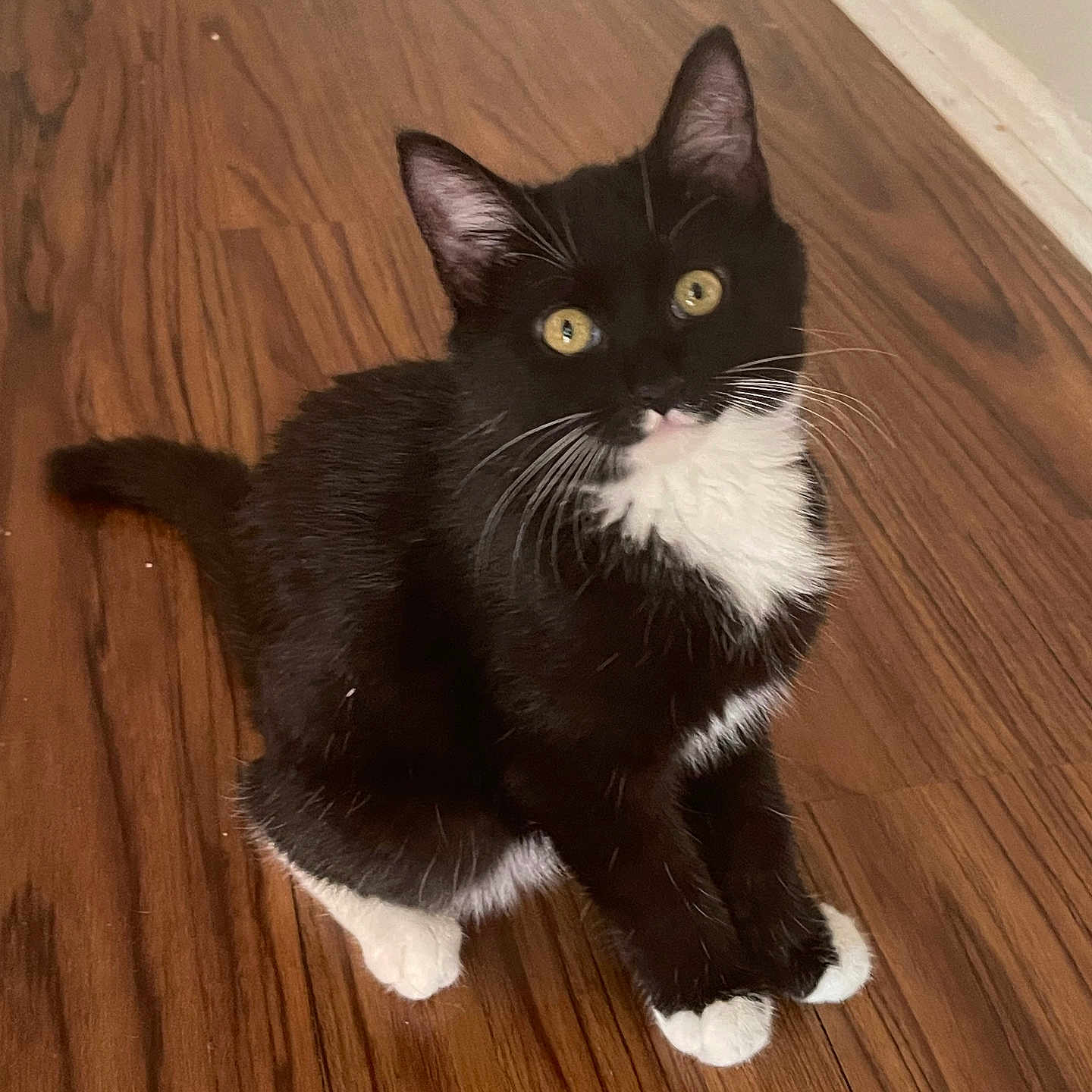 Sox joined the competition — help win amazing prizes! animal, blackcat, cat, hardwood, indoors, interiordesign, kitten, manx, pet, plywood, stainedwood, wood