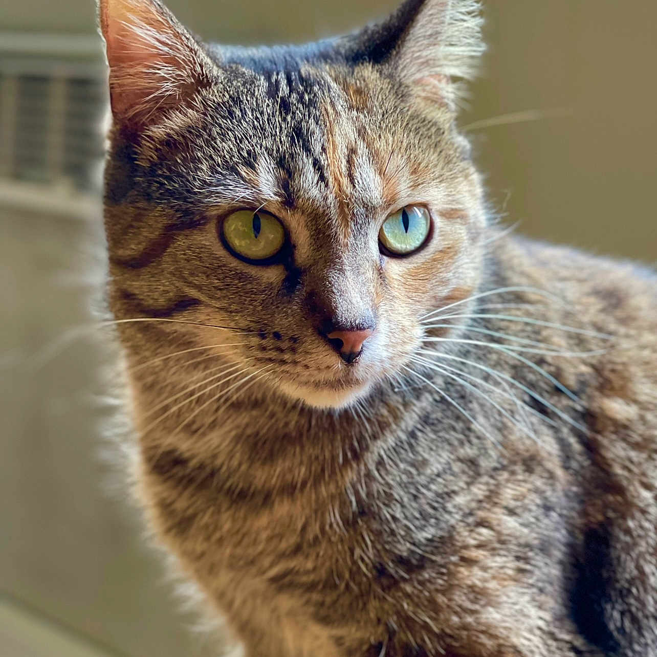 Ana joined the competition — help win amazing prizes! abyssinian, animal, cat, kitten, manx, pet