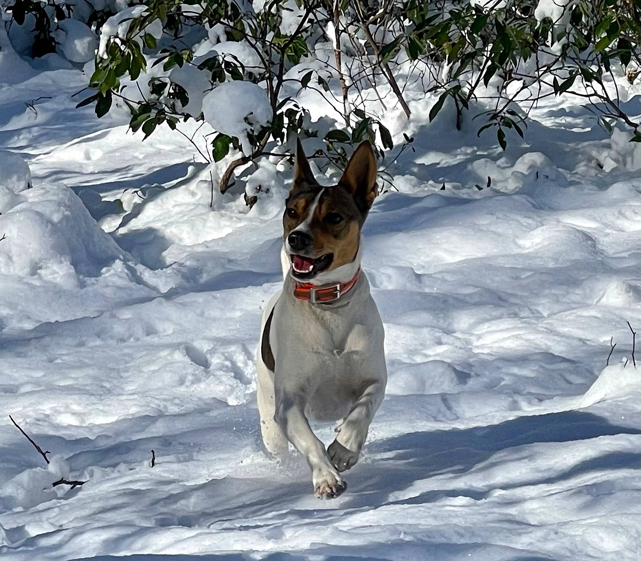 Annie joined the competition — help win amazing prizes! canidae, carnivore, collar, companion_dog, dog, dog_breed, dog_collar, dog_supply, fawn, freezing, guard_dog, hunting_dog, non_sporting_group, pet_supply, recreation, snout, snow, sporting_group, tail, winter